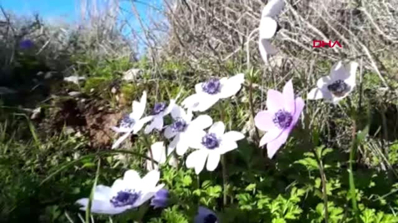 Datça'da Anemonlar Açtı