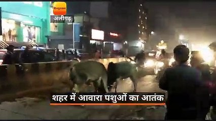 अलीगढ़ में बीच बाजार आवारा पशुओं का तांडव, मची भगदड़