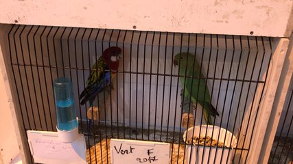 Tout est prêt pour la 38e foire aux oiseaux