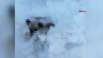 Adana Kar Altında Kalan Köpek Dondu