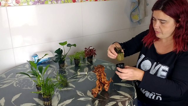 Cómo enraizar plantas acuáticas