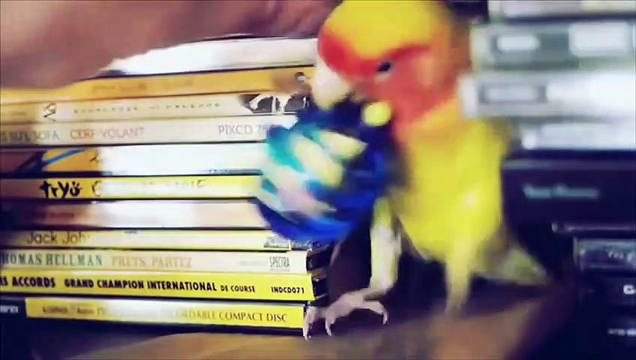 Funny Parrots and Cute Birds Compilation #102