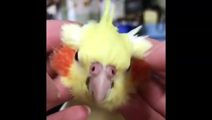 Funny Parrots and Cute Birds Compilation #104