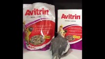 Funny Parrots and Cute Birds Compilation #105