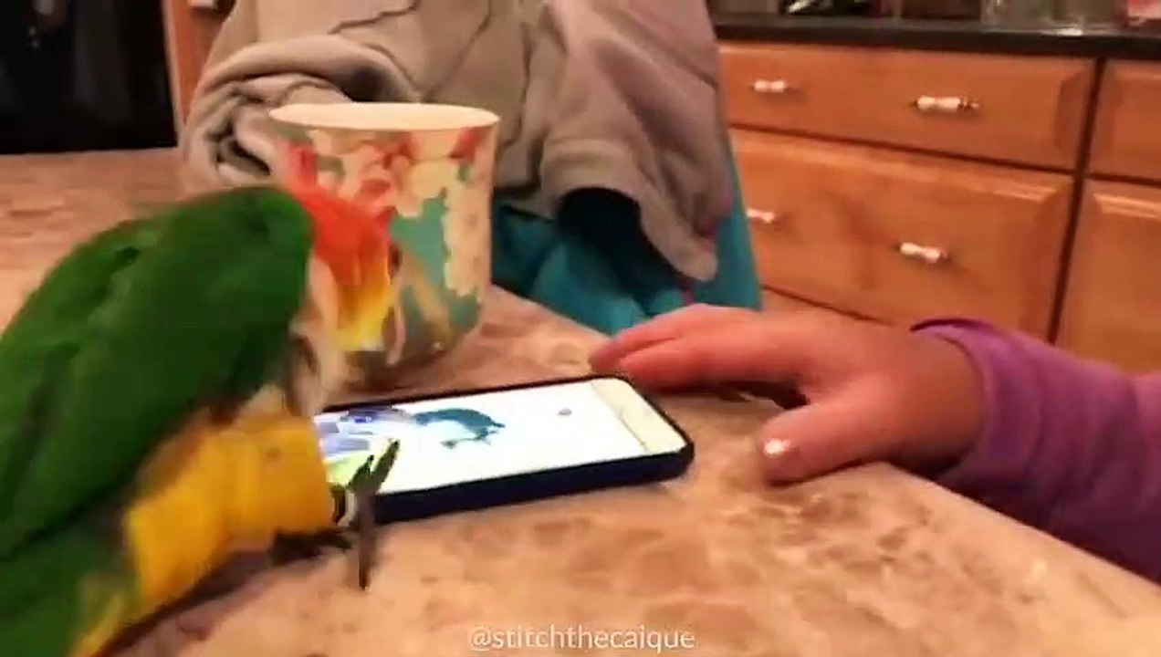 Funny Parrots and Cute Birds Compilation #109