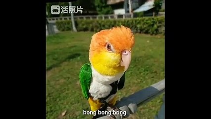 Funny Parrots and Cute Birds Compilation #110