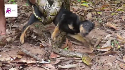 Il sauve un chien sur le point de se faire dévorer par un python