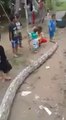 Ces gamins indonésiens s'amusent à faire de l'équilibre sur le dos d'un serpent géant