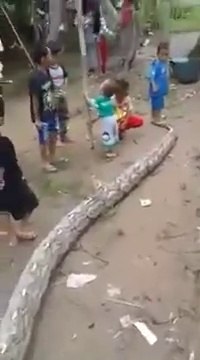 Ces gamins indonésiens s'amusent à faire de l'équilibre sur le dos d'un serpent géant