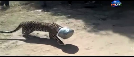 Ce léopard a la tête coincée dans une jarre...