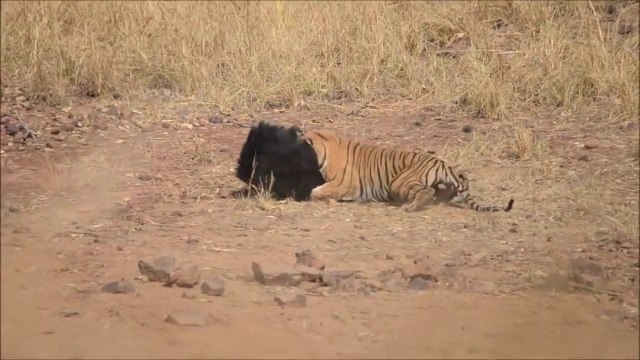 Terrible face à face entre un tigre et un ours