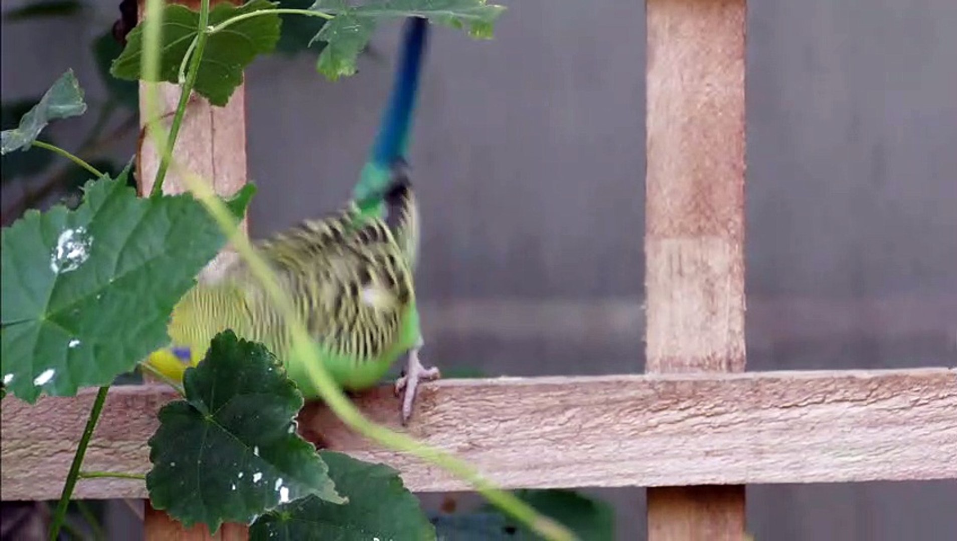 ⁣Budgerigar - Budgie - Parakeet