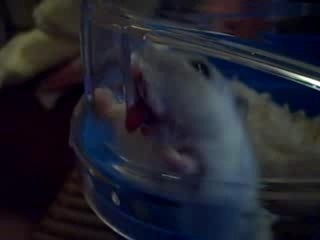 Hamster laveur de vitre