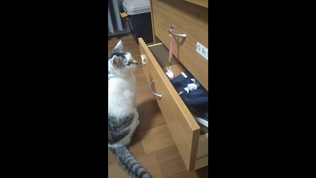 うちの猫には眉毛があるにゃあ  Funny pattern、Ｃａｔ　