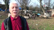 İstanbul'da yöneticiliği bıraktı, Sakarya'da koyun yetiştiriyor