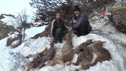 Adıyaman'da 5 Yaban Keçisi Soğuktan Donarak Telef Oldu