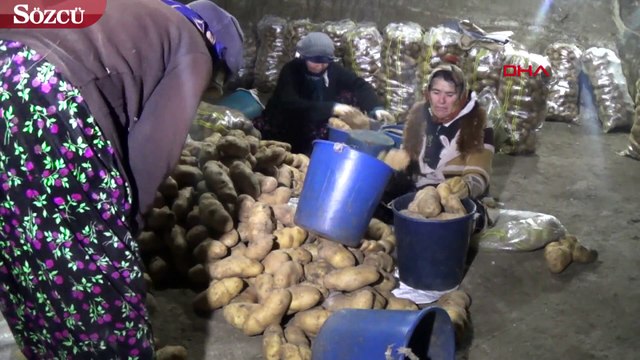 Patatesler, doğal soğuk hava deposu mağaralarda saklanıyor