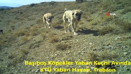 Başıboş Köpekler Yaban Hayatını Tehdit Ediyor