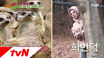 혼자서도 잘 해요! 김숙의 셀프 미어캣 변신