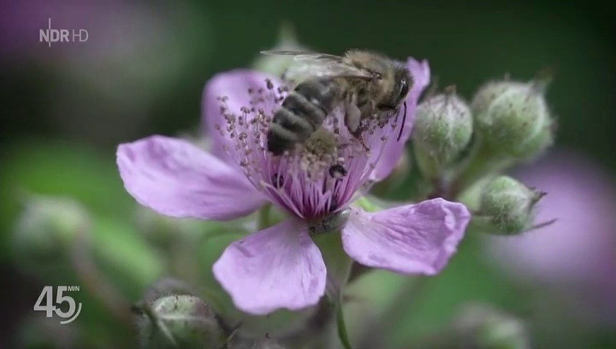 Honig - Geliebt und gefährdet