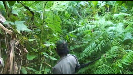 Tua Npua Teb Noj Txiv Ntseej P2