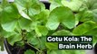 Gotu Kola (Centella asiatica); Nutritional Properties and Plausible Health Benefits