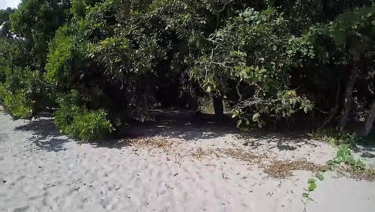 Cette poule géante chasse une touriste de la plage.. on dirait un dinosaure !