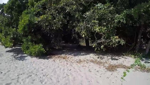 Cette poule géante chasse une touriste de la plage.. on dirait un dinosaure !