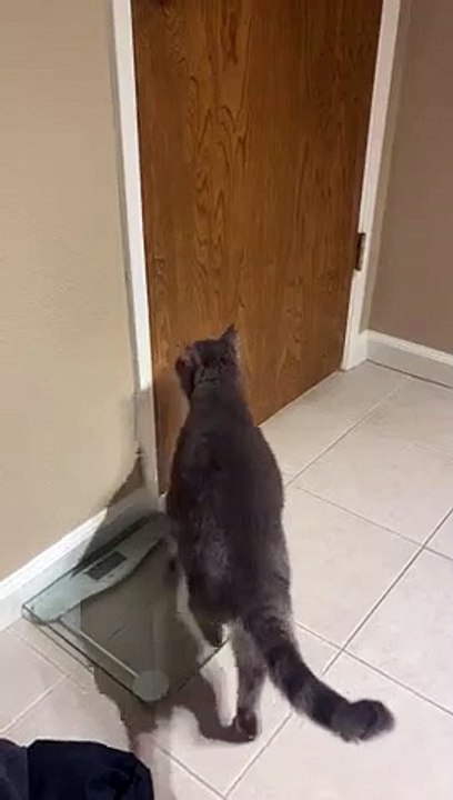 Ce chat ouvre la porte debout sur ses pattes en tournant la poignée !