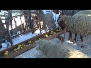 Ora News - Mollët e Korçës i hanë bagëtitë