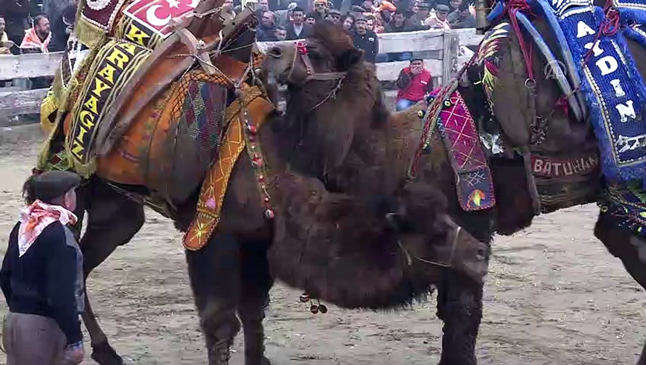 37. Selçuk Efes Deve Güreşi Festivali - İZMİR