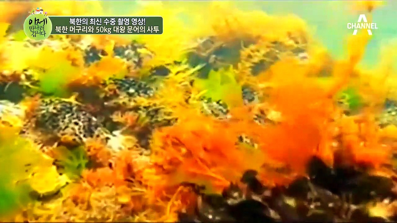 신비한 북한 바다의 세계! 북한 머구리와 50kg 대왕 문어와의 사투!
