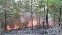 Osmaniye Kadirli'de Makilik Alanda Çıkan Yangın Ormana Sıçradı