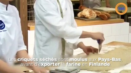 Du pain à la farine de criquets