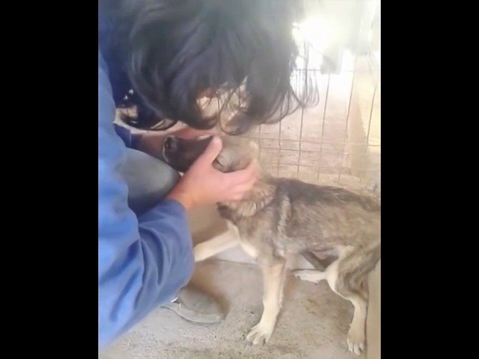 Ce pauvre chien maltraité reçoit des calins pour la première fois et sa réaction est très emouvante