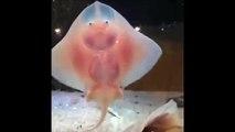 Ces bébés raies adorables dansent sur la vitre d'un aquarium...