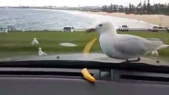 Cette mouette a terriblement envie de frites