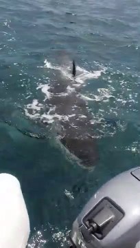Une orque très curieuse rend visite à des touristes... adorable