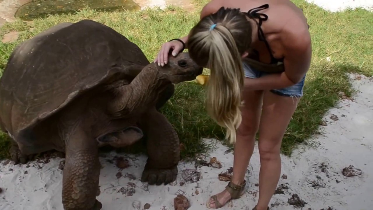 Cette tortue géante de Madagascar est magnifique et adorable