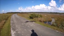 Ce cycliste croise un crocodile pensant que c'etait un bout de bois