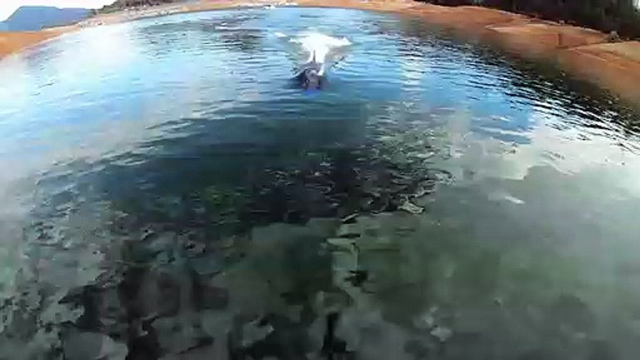 Seabreacher, un sous-marin dauphin