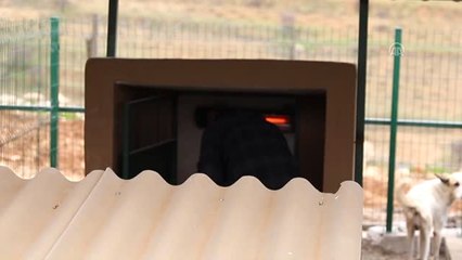 Barınaktaki Hayvanlara Elektrikli Isıtıcı