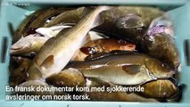 Norsk torsk sendes til Kina og fylles med vann og kjemikalier