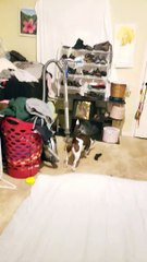 Blind puppy Banana plays solo fetch