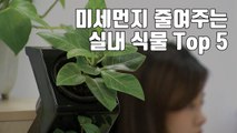 [자막뉴스] 미세먼지 줄여주는 실내 식물 Top 5 / YTN