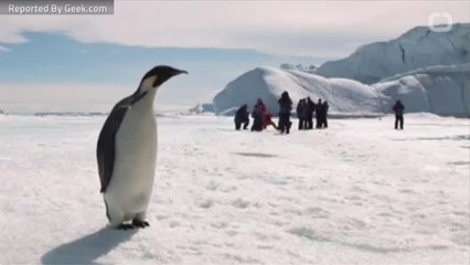 ‘Tiny Animal Carcasses' Found In Antarctic Lake