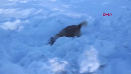 Manisa Köpek Mayk Karın Tadını Çıkardı