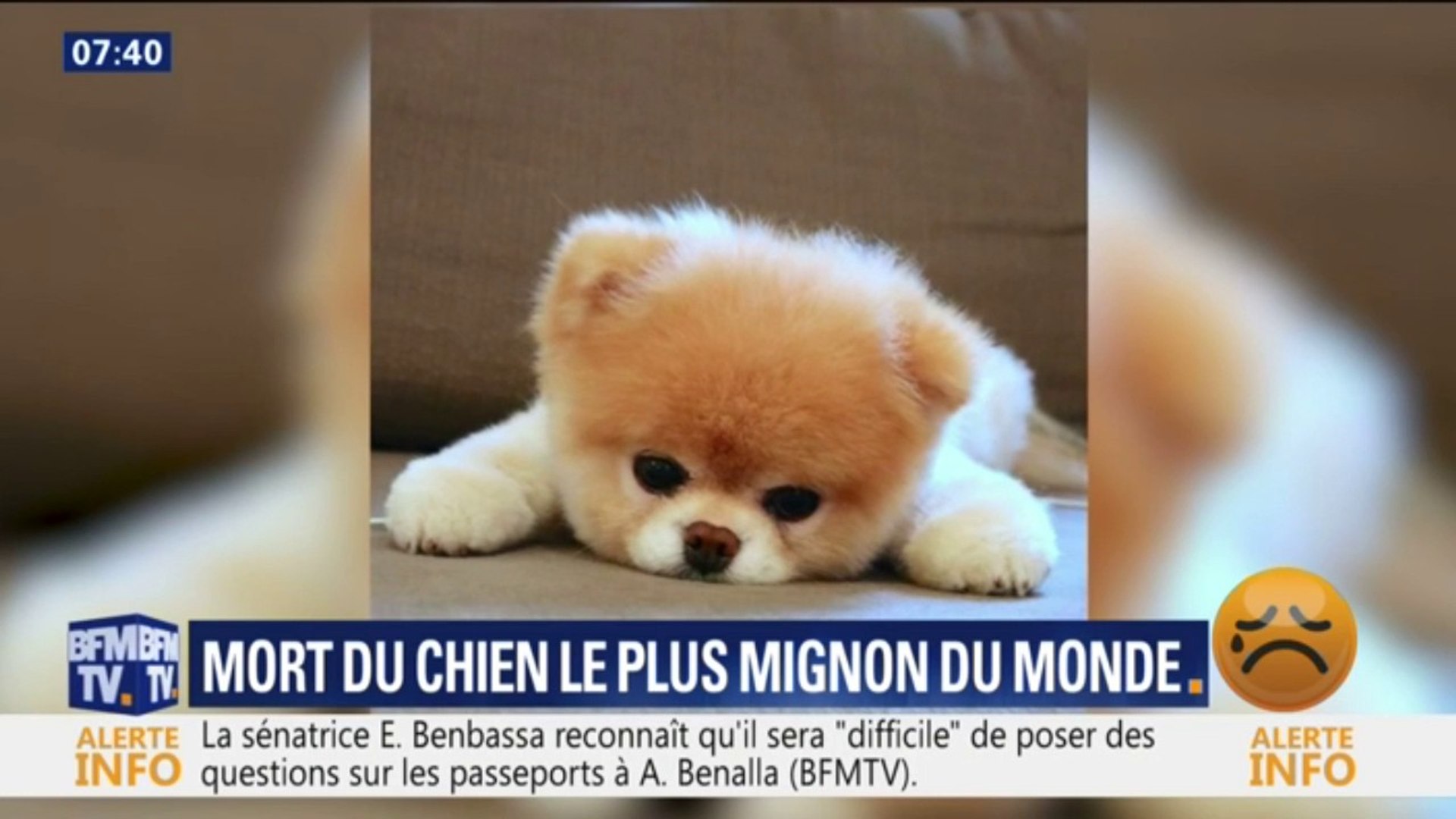 Boo Le Chien Le Plus Mignon Du Monde Est Mort