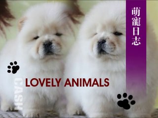 Lovely animals-Cute Puppy Chapter 2