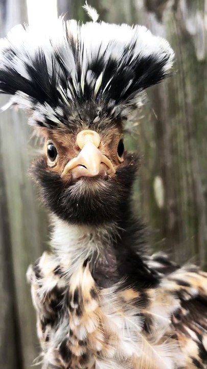 Camera Loving Chick